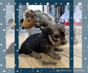 Poodle (Standard)-Yorkshire Terrier Mix Litter for sale in BENNINGTON, IN, USA