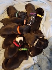 Great Dane Litter for sale in AGENCY, MO, USA