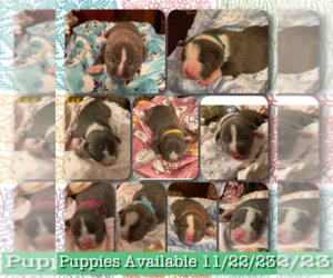 American Bully Litter for sale in INDIANAPOLIS, IN, USA