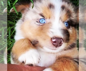 Australian Shepherd Litter for sale in EXETER, MO, USA