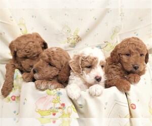 Medium Goldendoodle (Miniature)