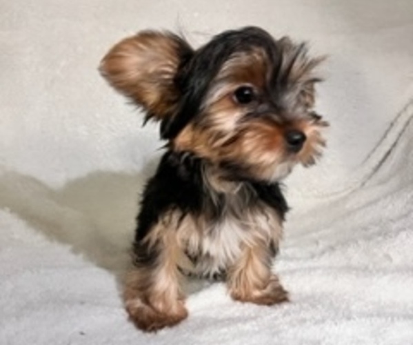 Medium Photo #1 Yorkshire Terrier Puppy For Sale in RALEIGH, NC, USA