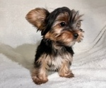 Small Photo #1 Yorkshire Terrier Puppy For Sale in RALEIGH, NC, USA