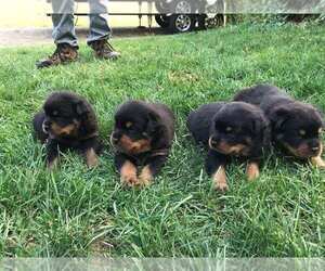 Rottweiler Litter for sale in BLISS, NY, USA