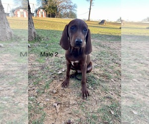 Redbone Coonhound Litter for sale in NORMANGEE, TX, USA