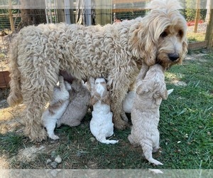 Goldendoodle Litter for sale in TENINO, WA, USA
