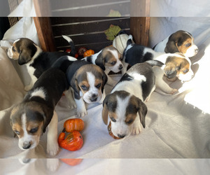 Beagle Litter for sale in HOUSTON, TX, USA