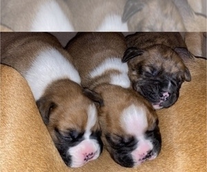 Boxer Litter for sale in LAMAR, MO, USA