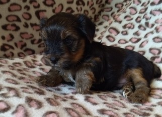 Yorkshire Terrier Litter for sale in SAN ANTONIO, TX, USA