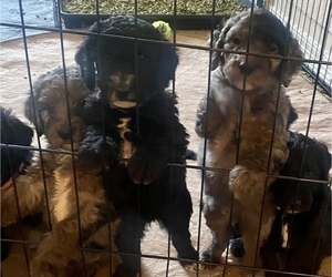 Double Doodle Litter for sale in FRIENDSWOOD, TX, USA
