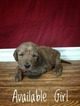 Small Photo #1 Labradoodle Puppy For Sale in DES MOINES, IA, USA