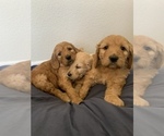 Small Photo #1 Goldendoodle Puppy For Sale in CALIMESA, CA, USA
