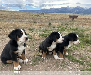 Greater Swiss Mountain Dog Litter for sale in WESTCLIFFE, CO, USA