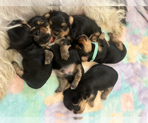 Yorkshire Terrier Litter for sale in CHULA VISTA, CA, USA
