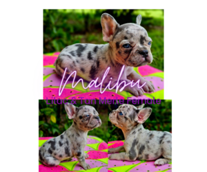French Bulldog Litter for sale in COCOA, FL, USA