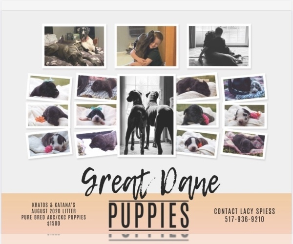 Medium Photo #1 Great Dane Puppy For Sale in HORTON, MI, USA
