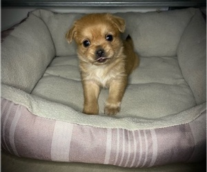 Chorkie-Shih Tzu Mix Litter for sale in FAYETTEVILLE, NC, USA