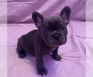French Bulldog Litter for sale in TERRE HAUTE, IN, USA