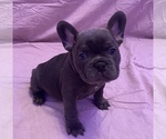 Small Photo #1 French Bulldog Puppy For Sale in TERRE HAUTE, IN, USA