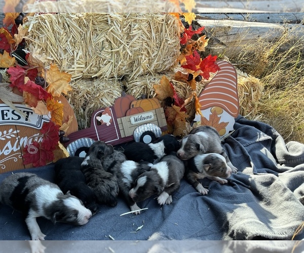 Medium Photo #1 Miniature Australian Shepherd Puppy For Sale in PUYALLUP, WA, USA