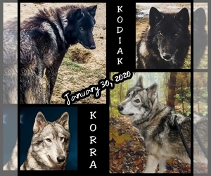 Wolf Hybrid Litter for sale in RICHMOND, KY, USA