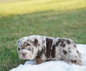 English Bulldog Litter for sale in KATY, TX, USA