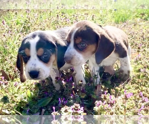 Medium Photo #1 Beagle Puppy For Sale in MARSHALL, AR, USA