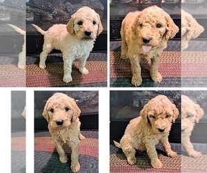 Goldendoodle Litter for sale in PELHAM, NH, USA