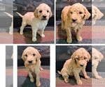 Small Photo #1 Goldendoodle Puppy For Sale in PELHAM, NH, USA