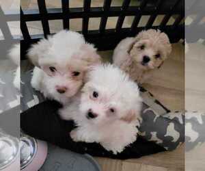 ShihPoo Litter for sale in JAMESTOWN, NC, USA