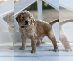 Goldendoodle (Miniature) Litter for sale in SOUTH BOSTON, VA, USA