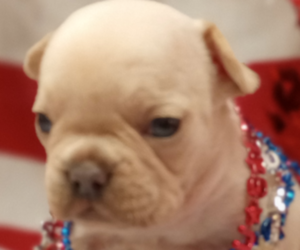 French Bulldog Litter for sale in RICHMOND, IN, USA