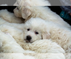 Great Pyrenees Litter for sale in JERSEYVILLE, IL, USA