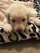 Small Photo #1 Labrador Retriever Puppy For Sale in DULUTH, GA, USA