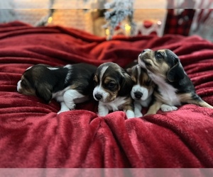 Beagle Litter for sale in WATERFORD, OH, USA