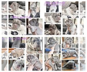 French Bulldog Litter for sale in CHESTER, NY, USA