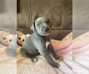 Great Dane Litter for sale in HEATH, TX, USA