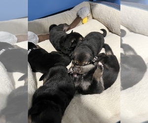 German Shepherd Dog Litter for sale in GREENVILLE, PA, USA