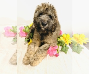 Saint Berdoodle Litter for sale in UNIONVILLE, NC, USA