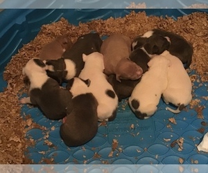 American Pit Bull Terrier Litter for sale in MARIANNA, FL, USA