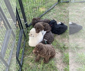 Goldendoodle Litter for sale in ANDERSON, CA, USA