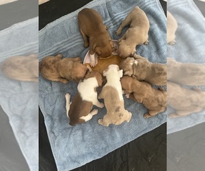 French Bulldog Litter for sale in CATHEDRAL CITY, CA, USA
