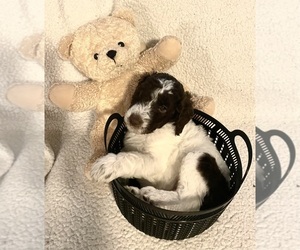 Poodle (Standard) Litter for sale in VIERA, FL, USA