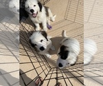 Small Photo #1 Saint Bernard Puppy For Sale in MYAKKA CITY, FL, USA