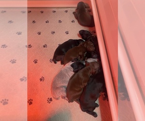 German Shorthaired Pointer Litter for sale in CALIFORNIA CITY, CA, USA