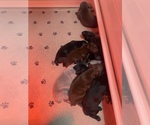 Small Photo #1 German Shorthaired Pointer Puppy For Sale in CALIFORNIA CITY, CA, USA