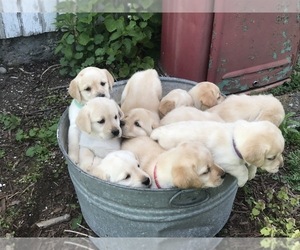 Labrador Retriever Litter for sale in BLOOMFIELD, NY, USA