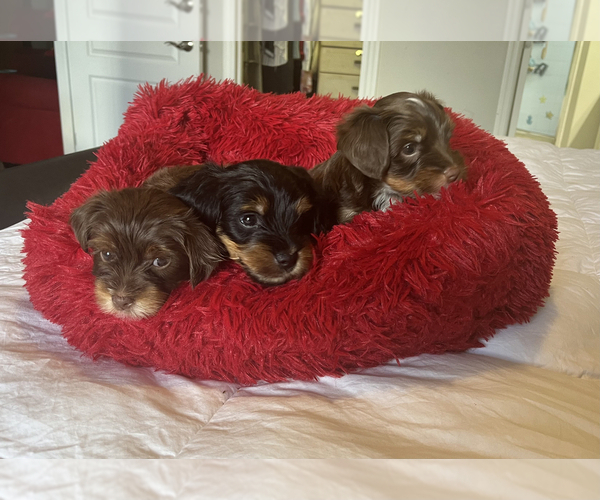 Medium Photo #1 -Yorkshire Terrier Mix Puppy For Sale in APOLLO BEACH, FL, USA