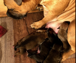 Staffordshire Bull Terrier Litter for sale in VANCOUVER, WA, USA