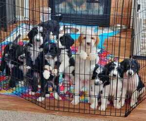 Bernedoodle Litter for sale in INDIANAPOLIS, IN, USA